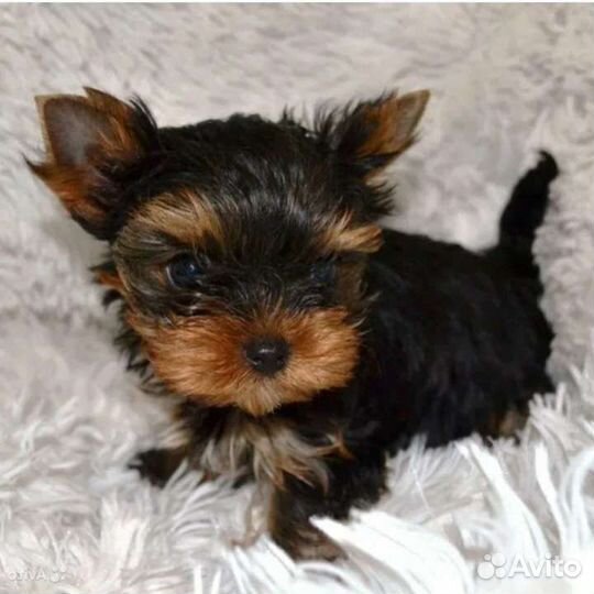 Йоркширский терьер мини
