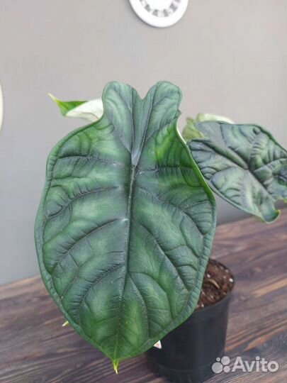 Алоказия Шкура Дракона Драгон Скейл