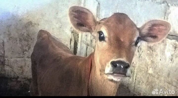 Джерсейская корова, нетель, телка