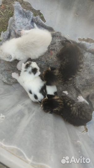 Котята в добрые руки