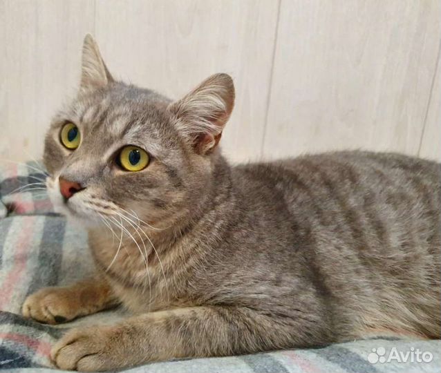 Котик в добрые руки