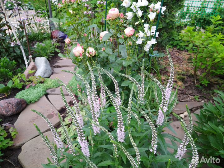 Кустарники и многолетники