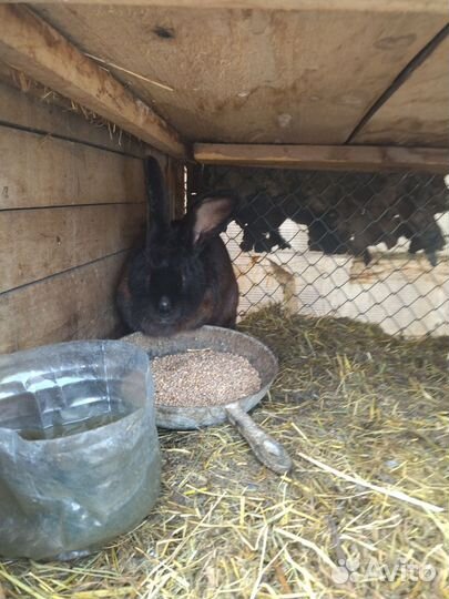 Домашний кролики