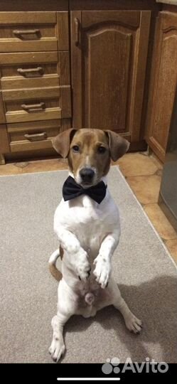 Вязка. Джек Рассел терьер вязка