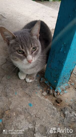 Котенок мальчик