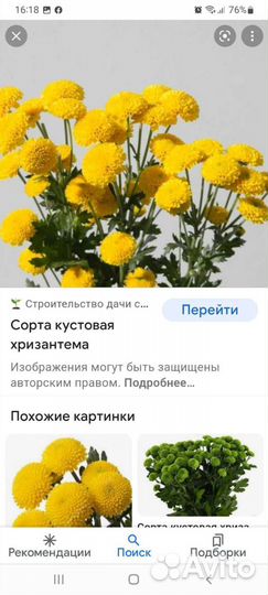 Рассада хризантемы кустовой