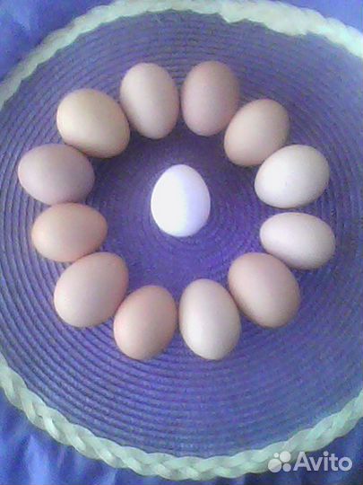Домашние куриные яйца