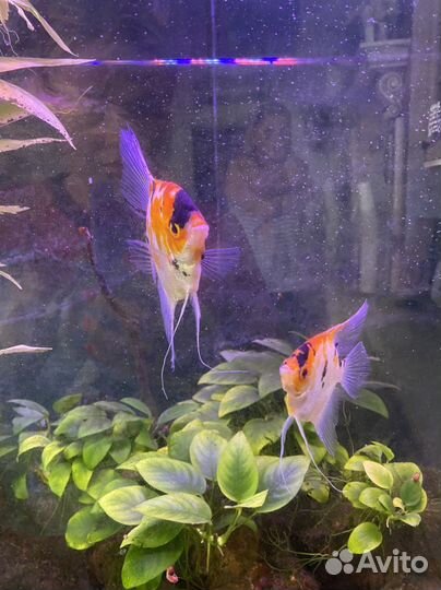 Аквариум 140 л со всем содержимым