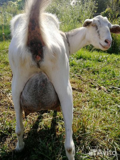 Коза дойная