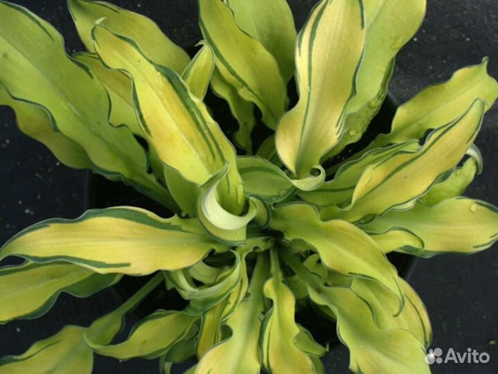 Хосты узколистные