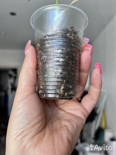 Аглонема диамант