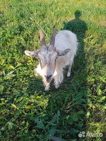 Коза дойная молочная