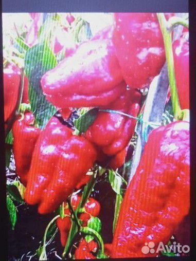 Семена очень раннего, сладкого перца