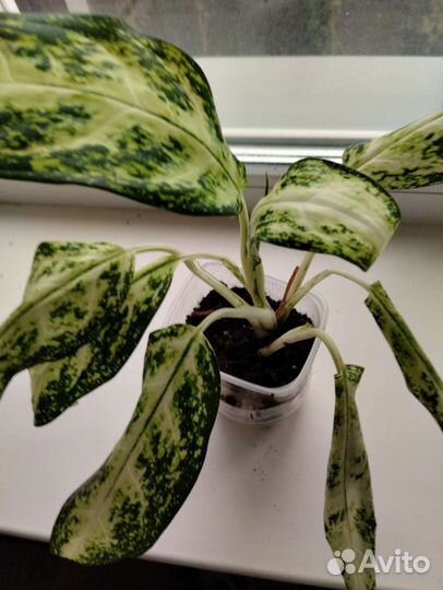 Комнатные растения. См профиль много раст