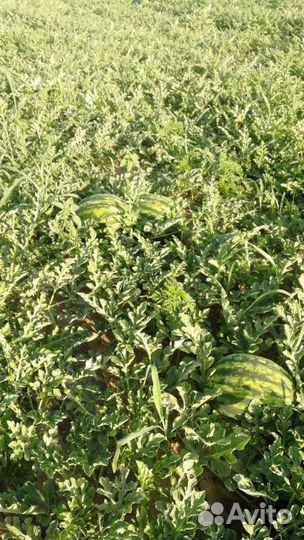 Продам арбуз оптом