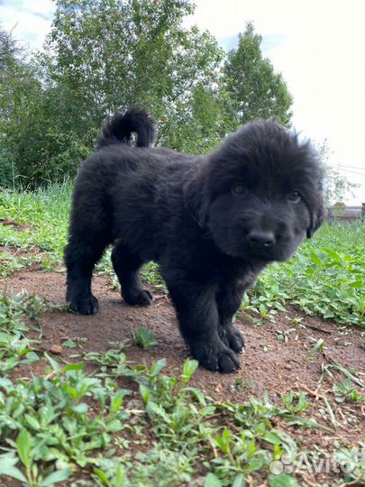 Щенки Бурят-монгольского волколава (хотошо)