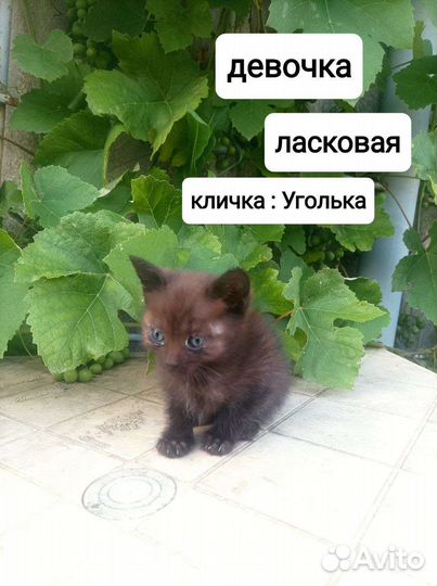 Котята в добрые руки