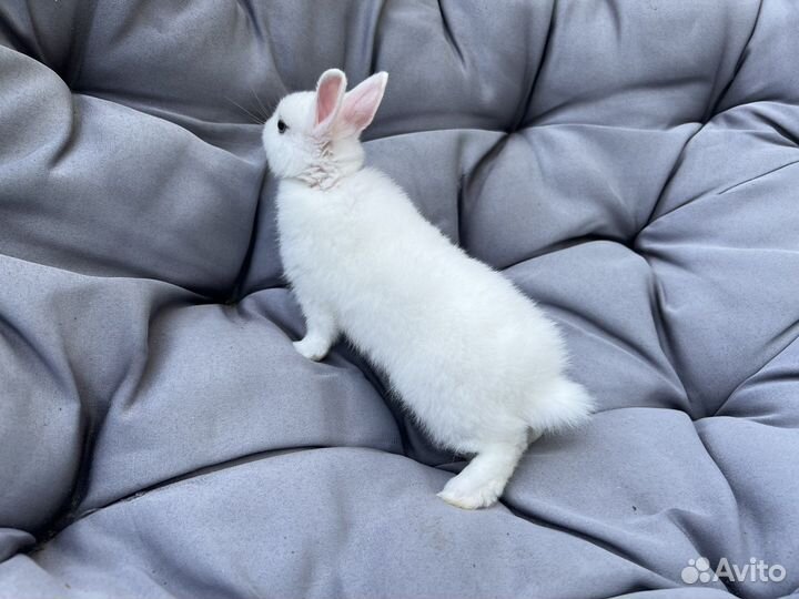 Декоративные кролики