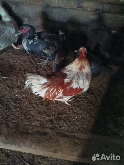 Молодые петухи