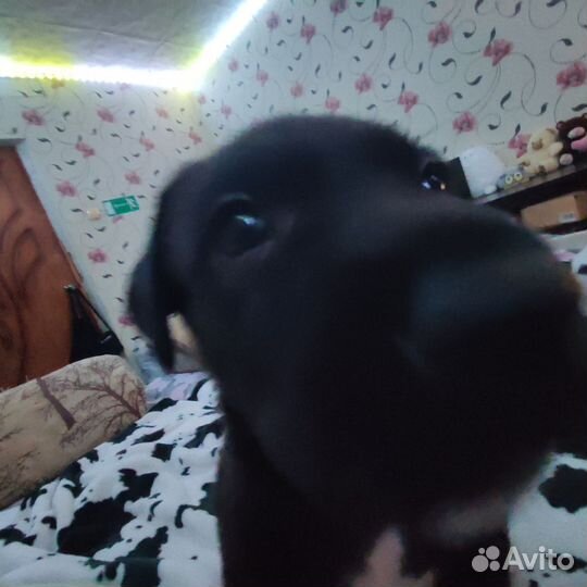 Отдам малышку в добрые руки