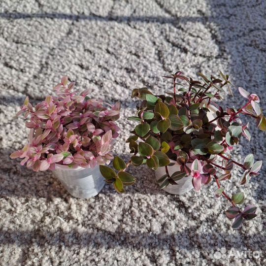 Каллизия розовая пантера