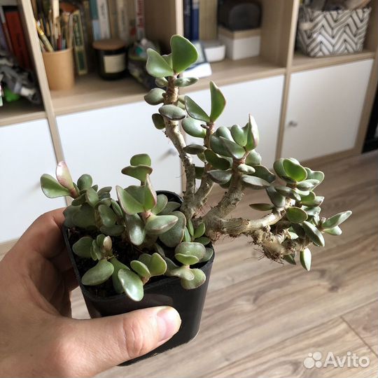 Адромискус