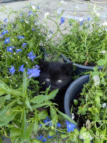 Кошечка метис британка