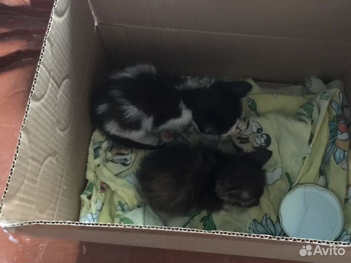 Котята в добрые руки даром
