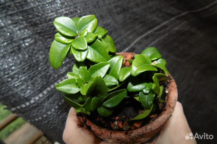 Трифазия трифолия карликовая (Triphasia trifolia d