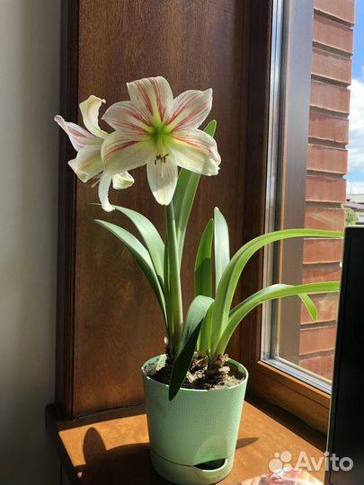 Цветок амариллис