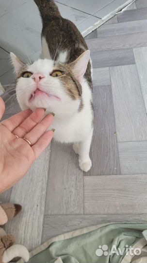 Европейская