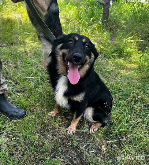 Ласковые щенульки