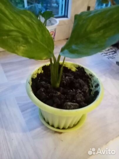 Спатифиллум