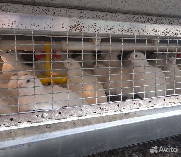 Перепела всех возрастов