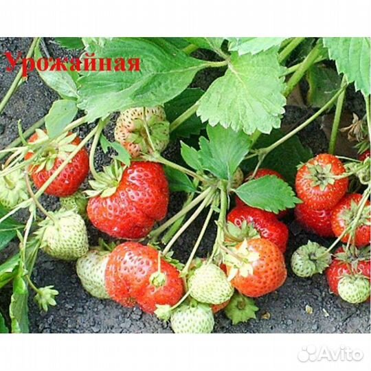 Клубника рассада