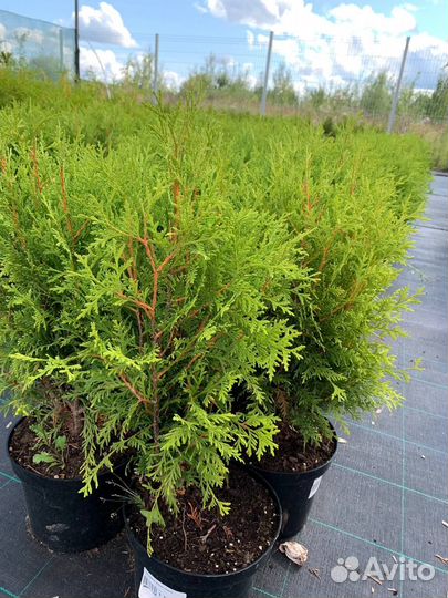 Хвойные растения