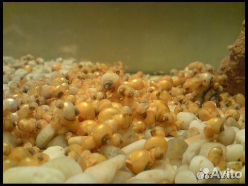 Моллинезии,меченосцы,скалярии,ампулярии