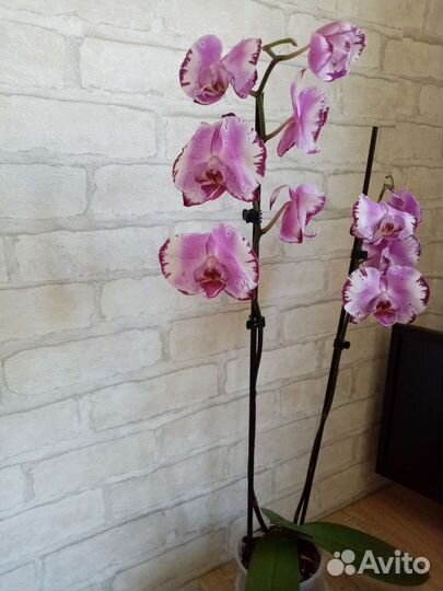Орхидея фаленопсис