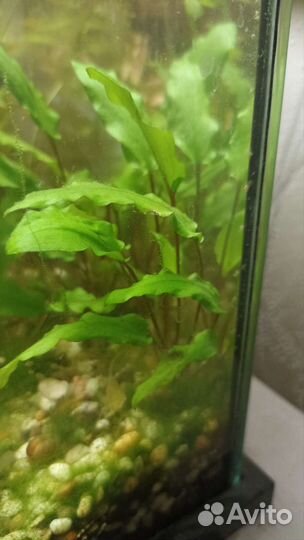 Набор растений для аквариума