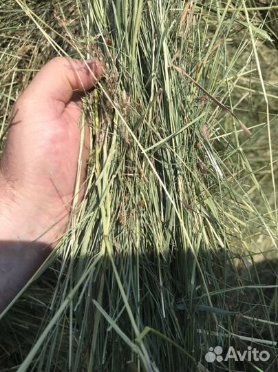 Сено зеленое лугавое