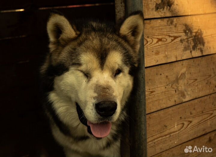 Аляскинский маламут
