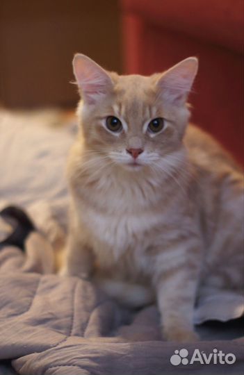 Рыжее братство