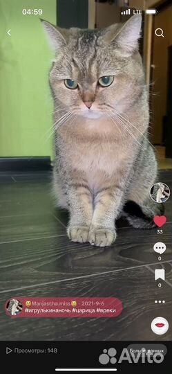 Британская кошка в дар