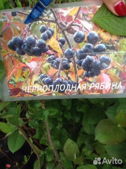 Черноплодная рябина