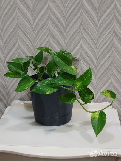 Сциндапсус золотистый в горшке 2,8л