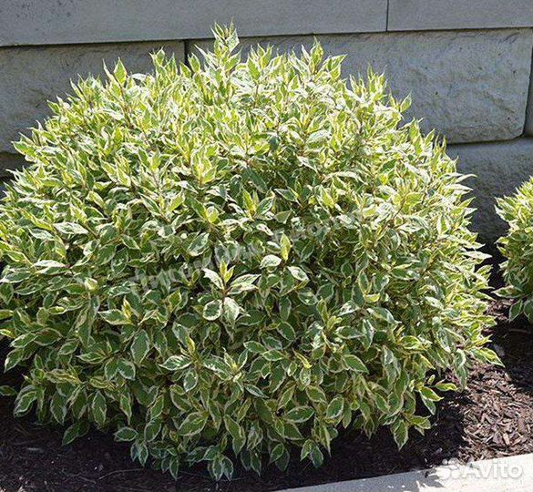 Дерен пестролистный