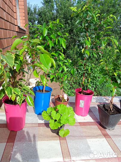 Фикус бенджамина пестролистный