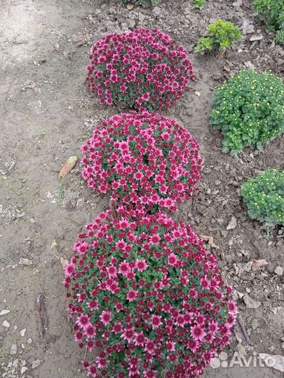 Хризантема мульти флора