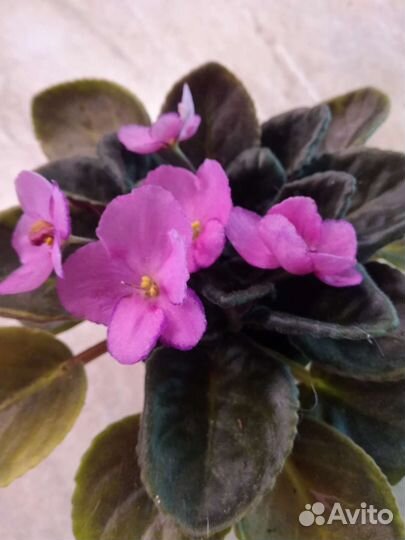 Цветущие фиалки