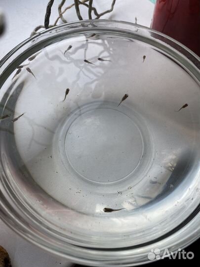 Мальки гуппи